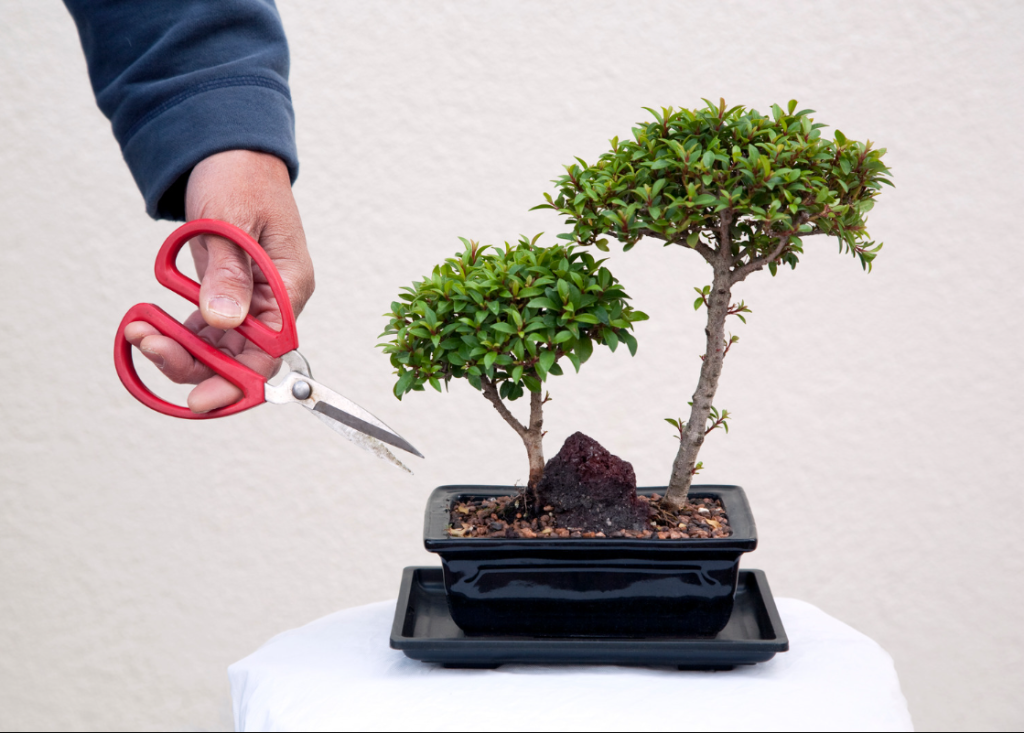 Picture of a small bonsai tree in a container about to be clipped by scissors